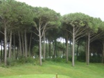 October 2011_AGROPINE 2011 International Meeting on Mediterranean Stone Pine for Agroforestry